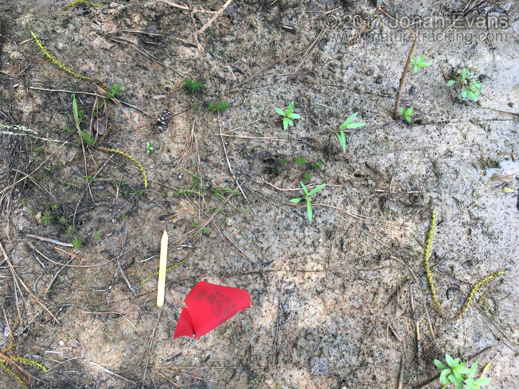 armadillo tracks armadillo tracks