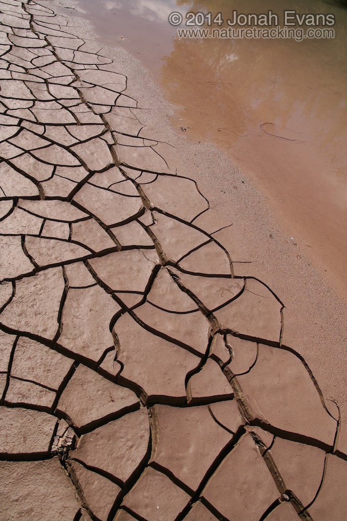 Bird Tracks and Sign NatureTracking