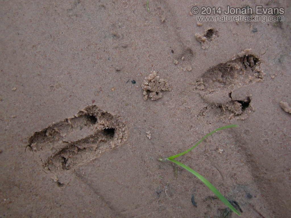Mammal Tracks and Sign NatureTracking