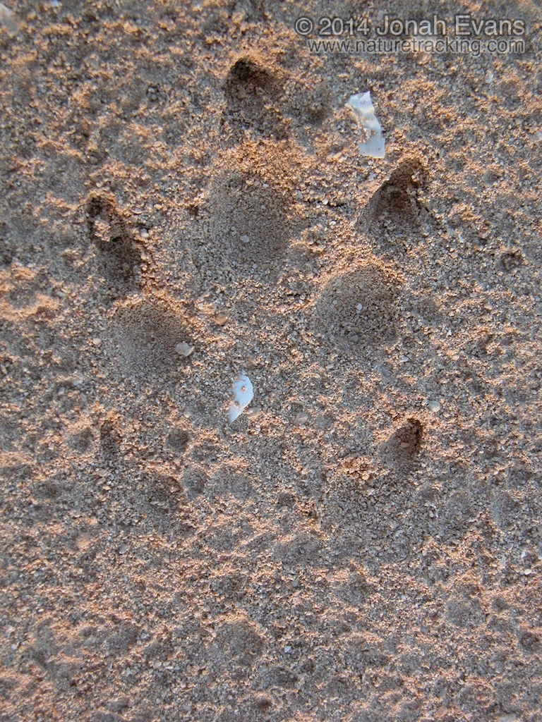 armadillo tracks armadillo tracks